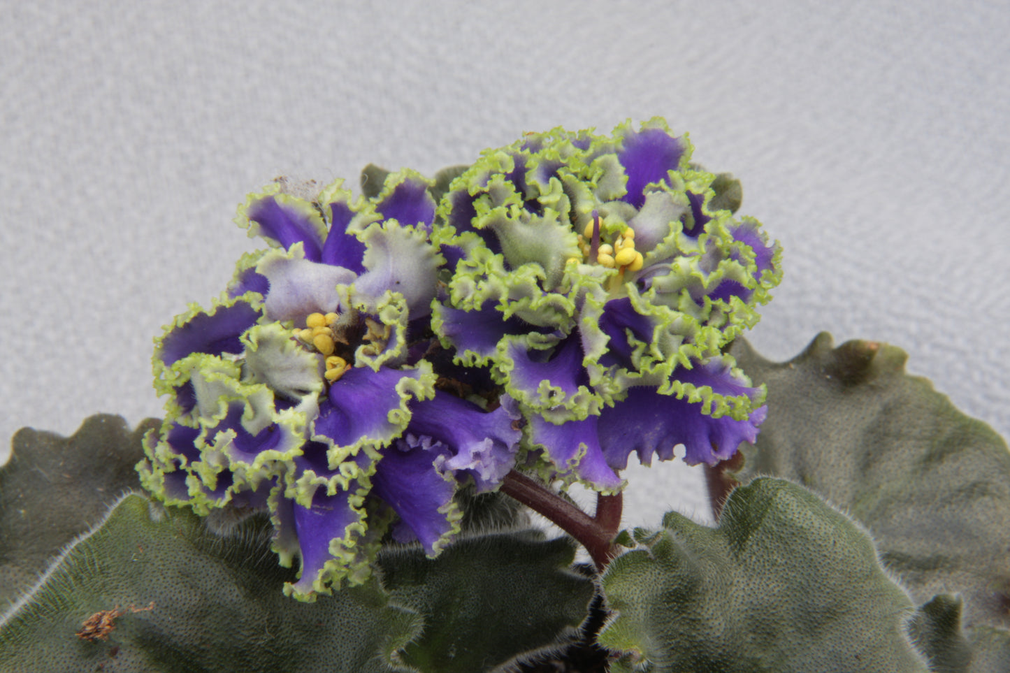 Saintpaulia Ruffled Skies II - Dibleys