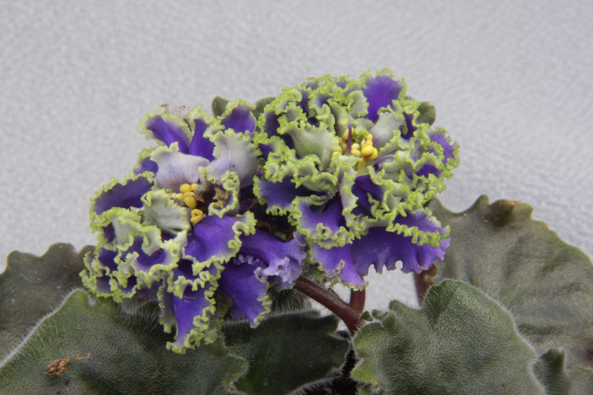 Saintpaulia Ruffled Skies II - Dibleys