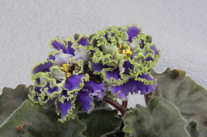 Saintpaulia Ruffled Skies II - Dibleys