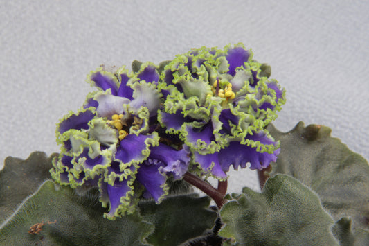 Saintpaulia Ruffled Skies II - Dibleys