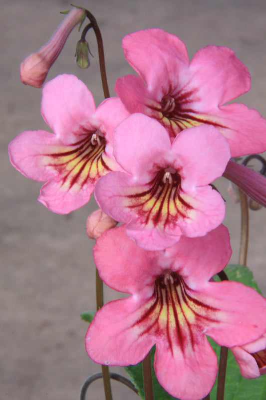 Streptocarpus Sadie - Dibleys