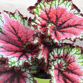 Begonia Satin Starburst