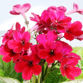 Streptocarpus Scarlett