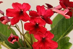 Streptocarpus Scarlett