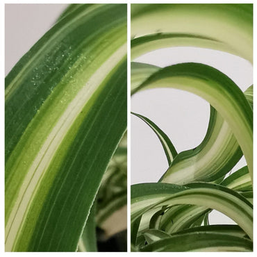 Chlorophytum Curly Spider Plant
