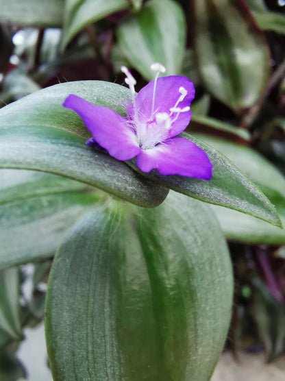 Tradescantia zebrina 'Violet Hill'