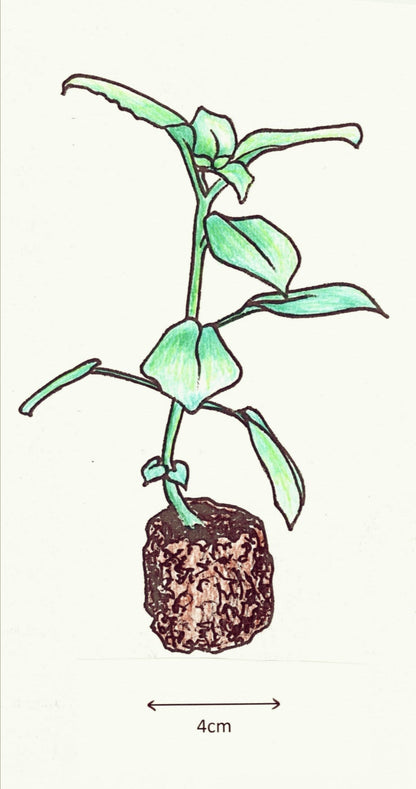 Tradescantia mundula Lisa [syn. Tricolor]