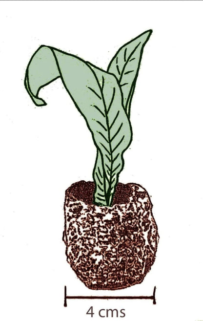 Streptocarpus Pippa