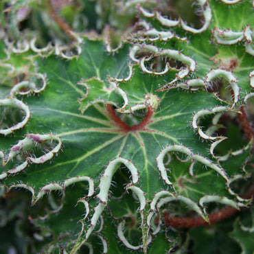 Begonia Sea Urchin