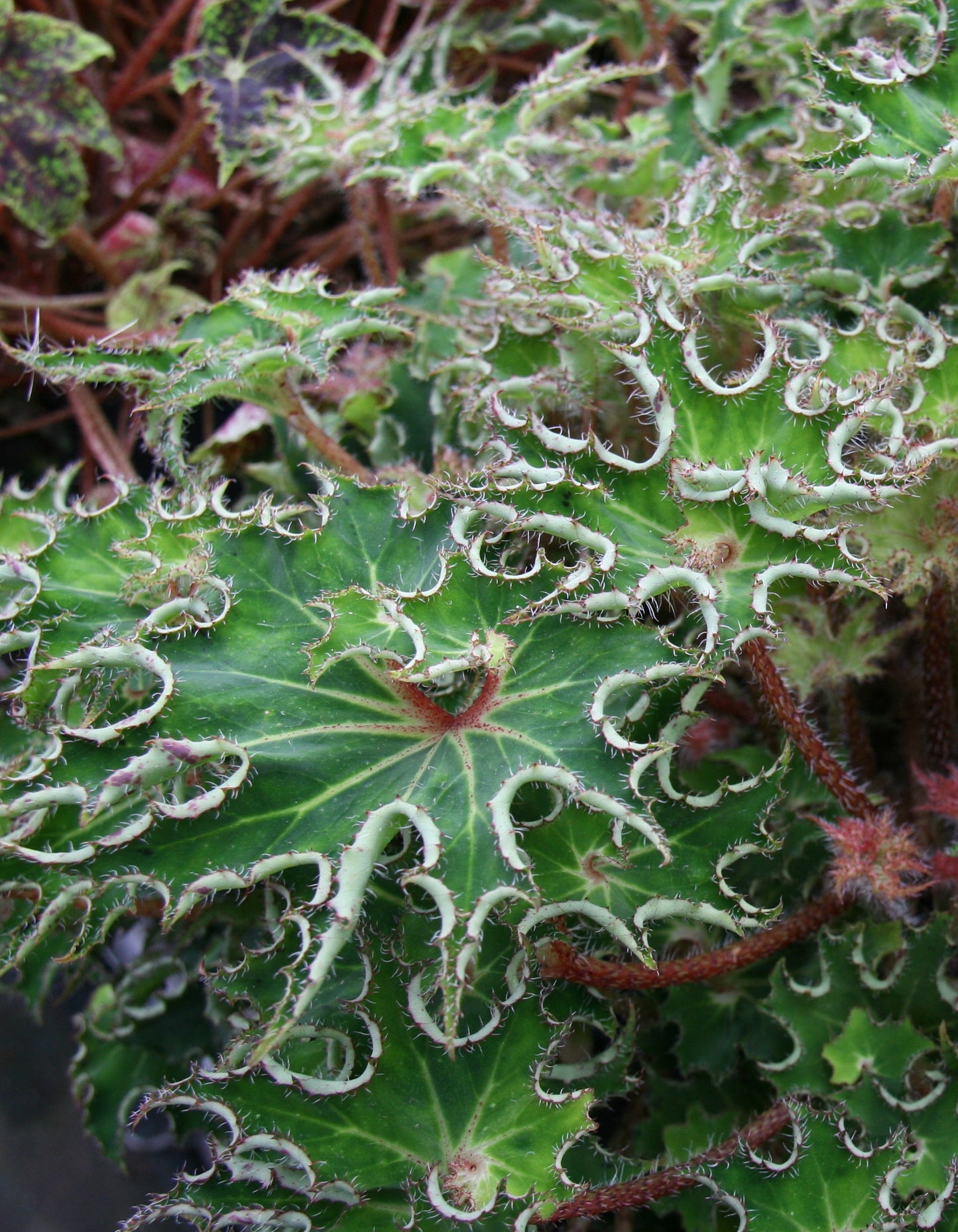 Begonia Sea Urchin - Dibleys