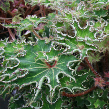 Begonia Sea Urchin