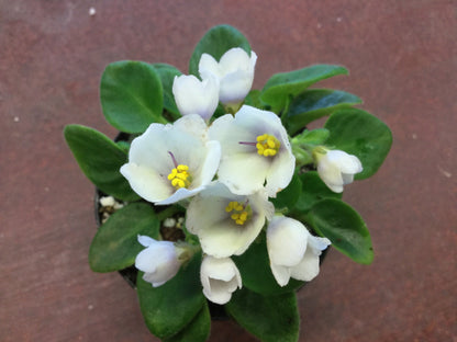 Saintpaulia Senk's Alchemy Yellow Star
