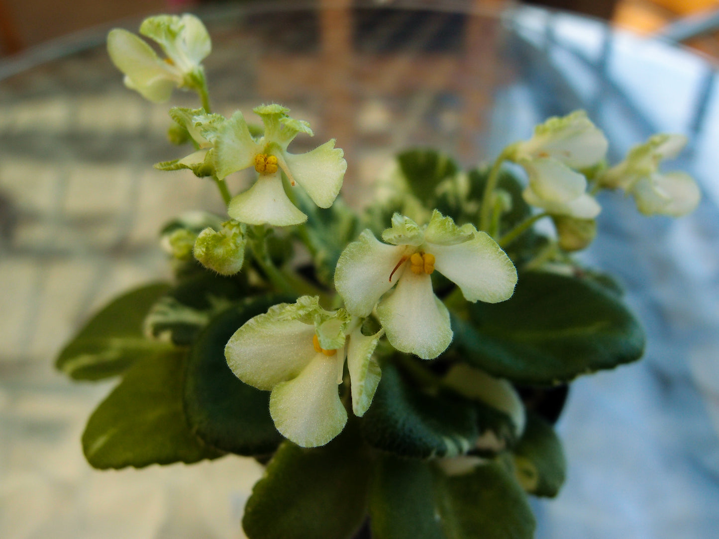 Senk's Vespa Verde - Dibleys