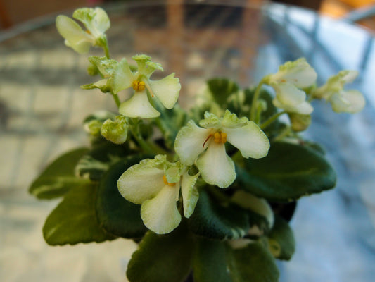 Senk's Vespa Verde - Dibleys