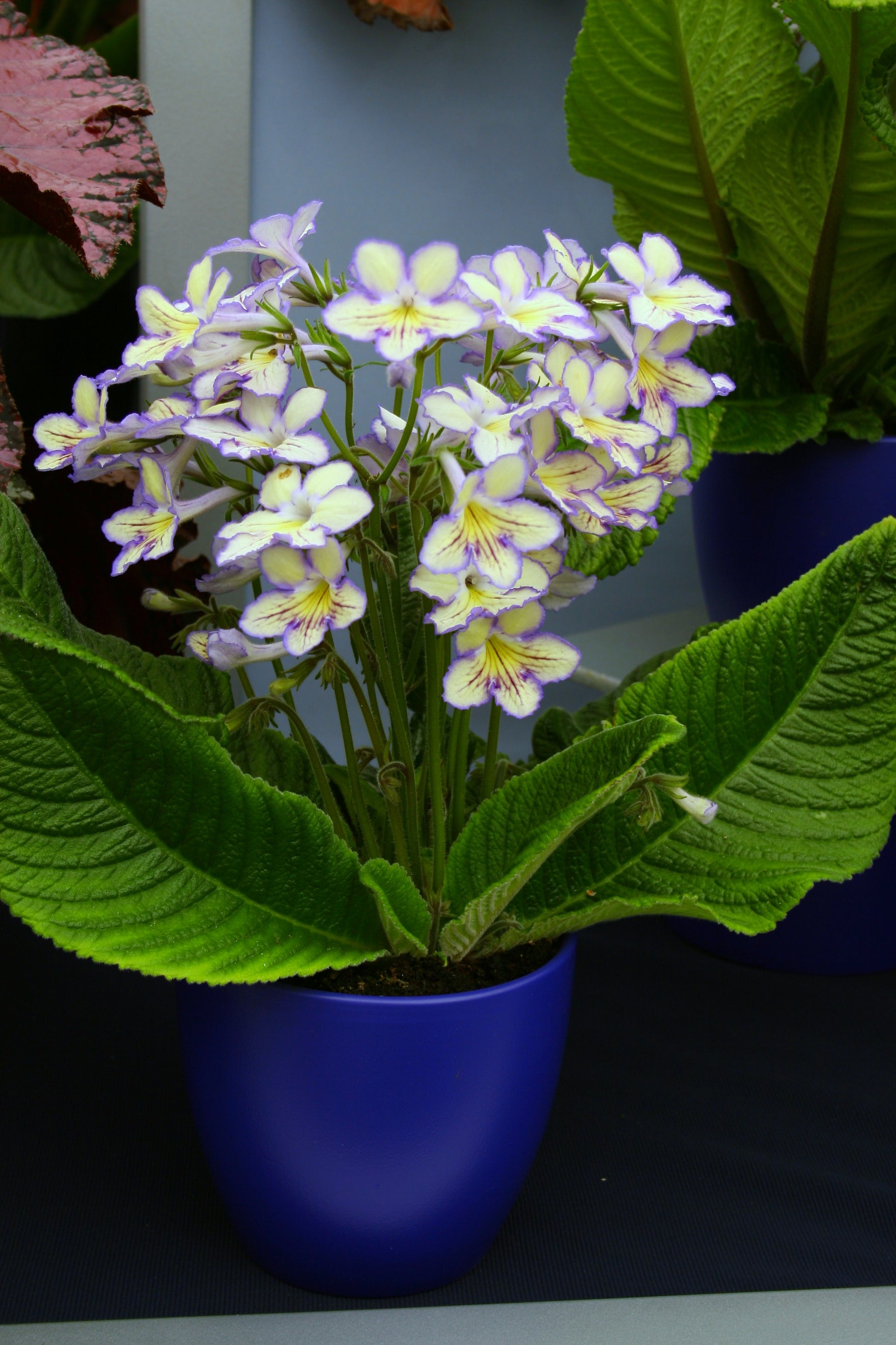 Streptocarpus Seren - Dibleys