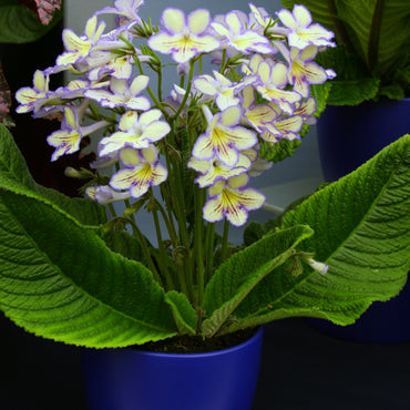 Streptocarpus Seren