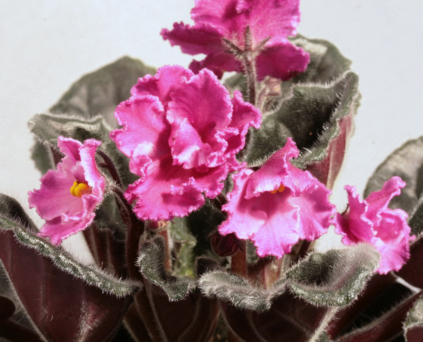 Saintpaulia Sharon's Way - Dibleys