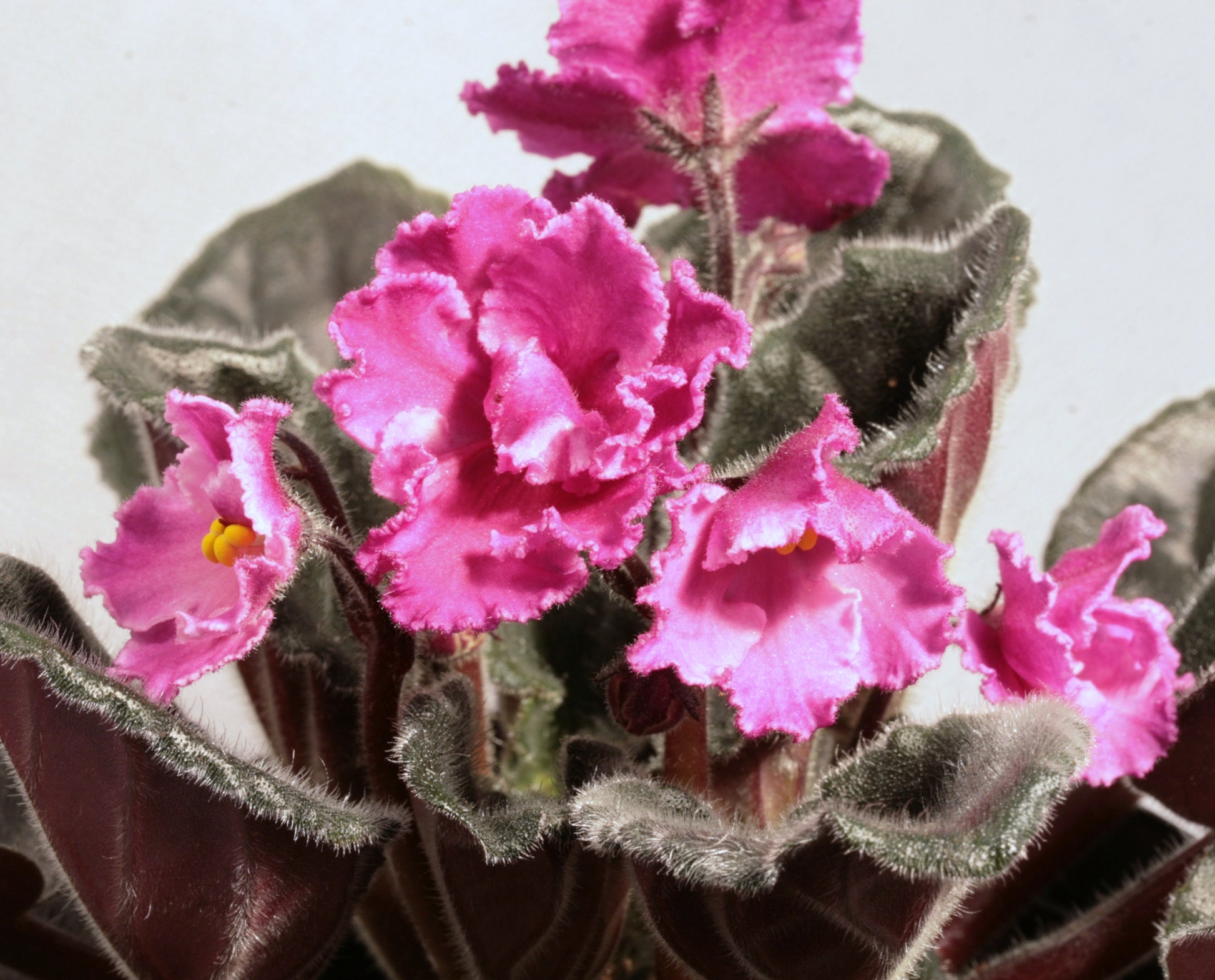 Saintpaulia Sharon's Way - Dibleys