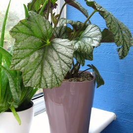 Begonia Silver Cloud