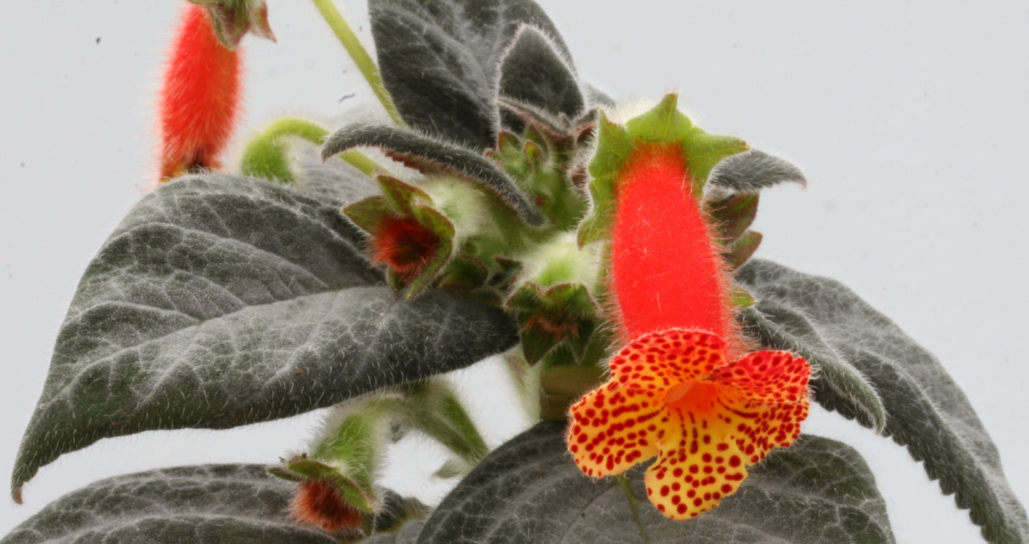 Kohleria Silver Feather - Dibleys