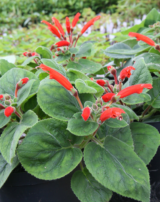 cardinalis - Dibleys