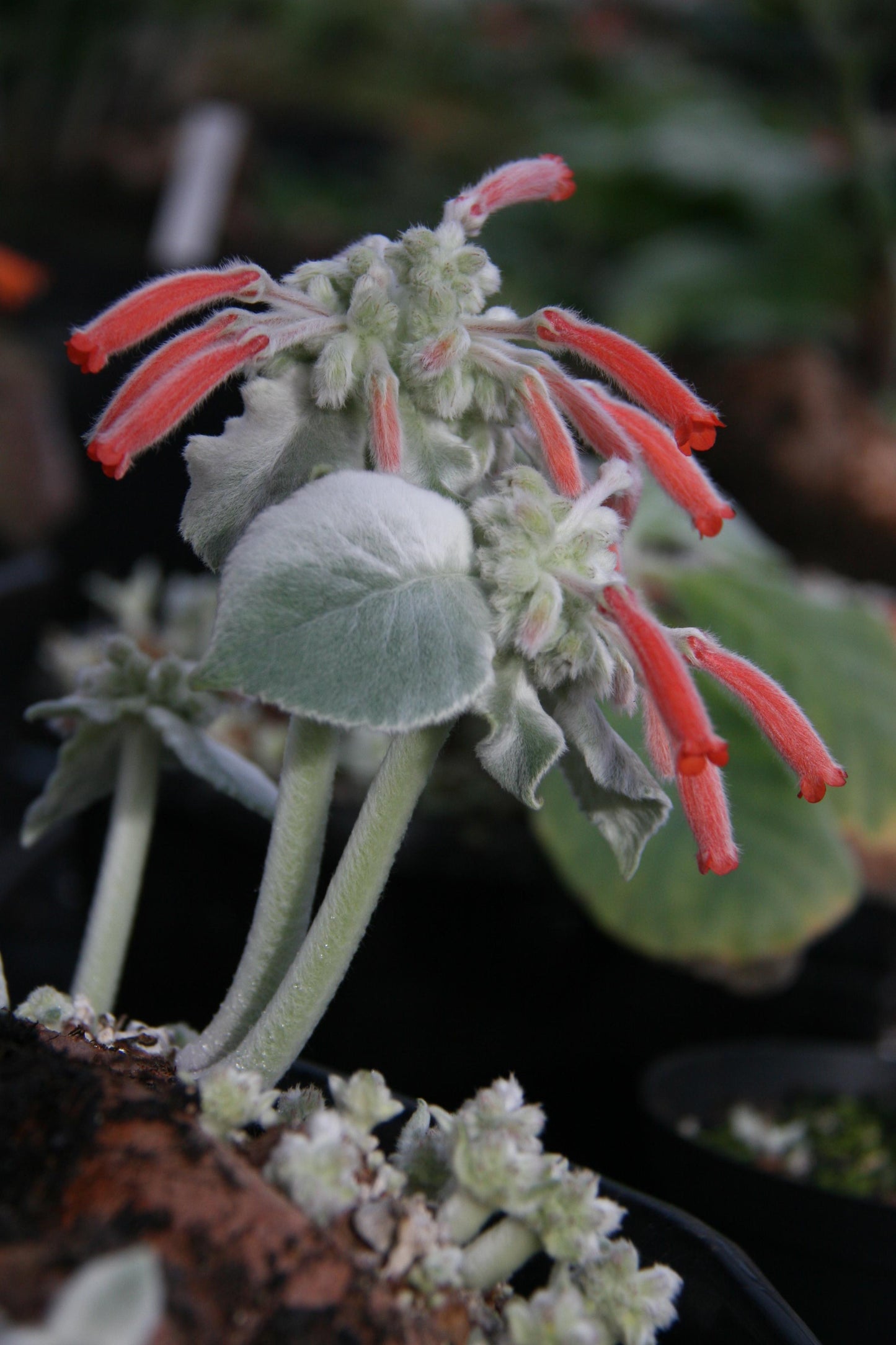 leucotricha - Dibleys