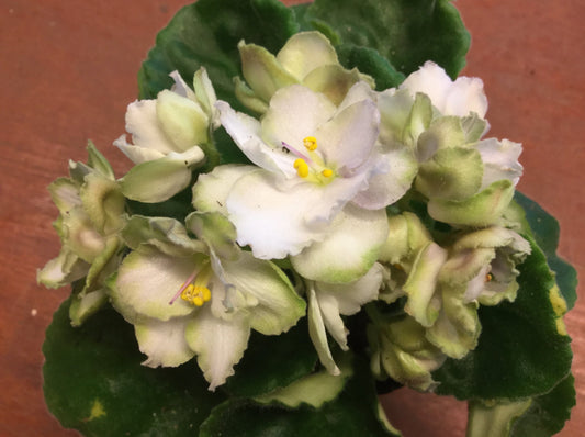 Saintpaulia Smokey Moon