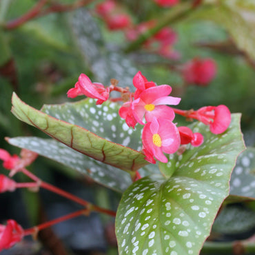 Begonia Snowcap
