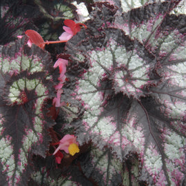 Begonia Spinning Gem