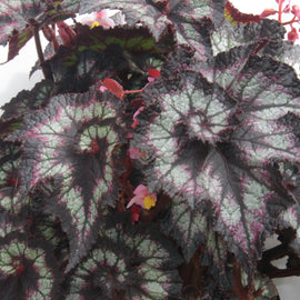 Begonia Spinning Gem