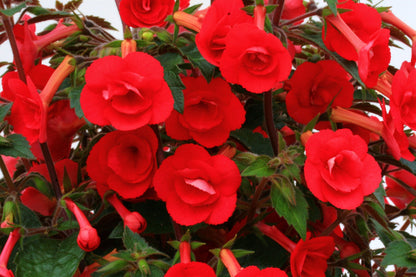 A Collection of Achimenes