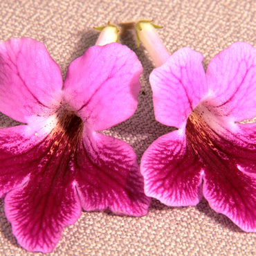 Streptocarpus Stella