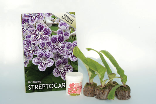 Streptocarpus Starter Pack - Dibleys