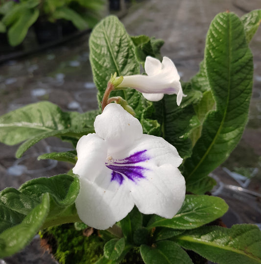 Streptocarpus Beryl