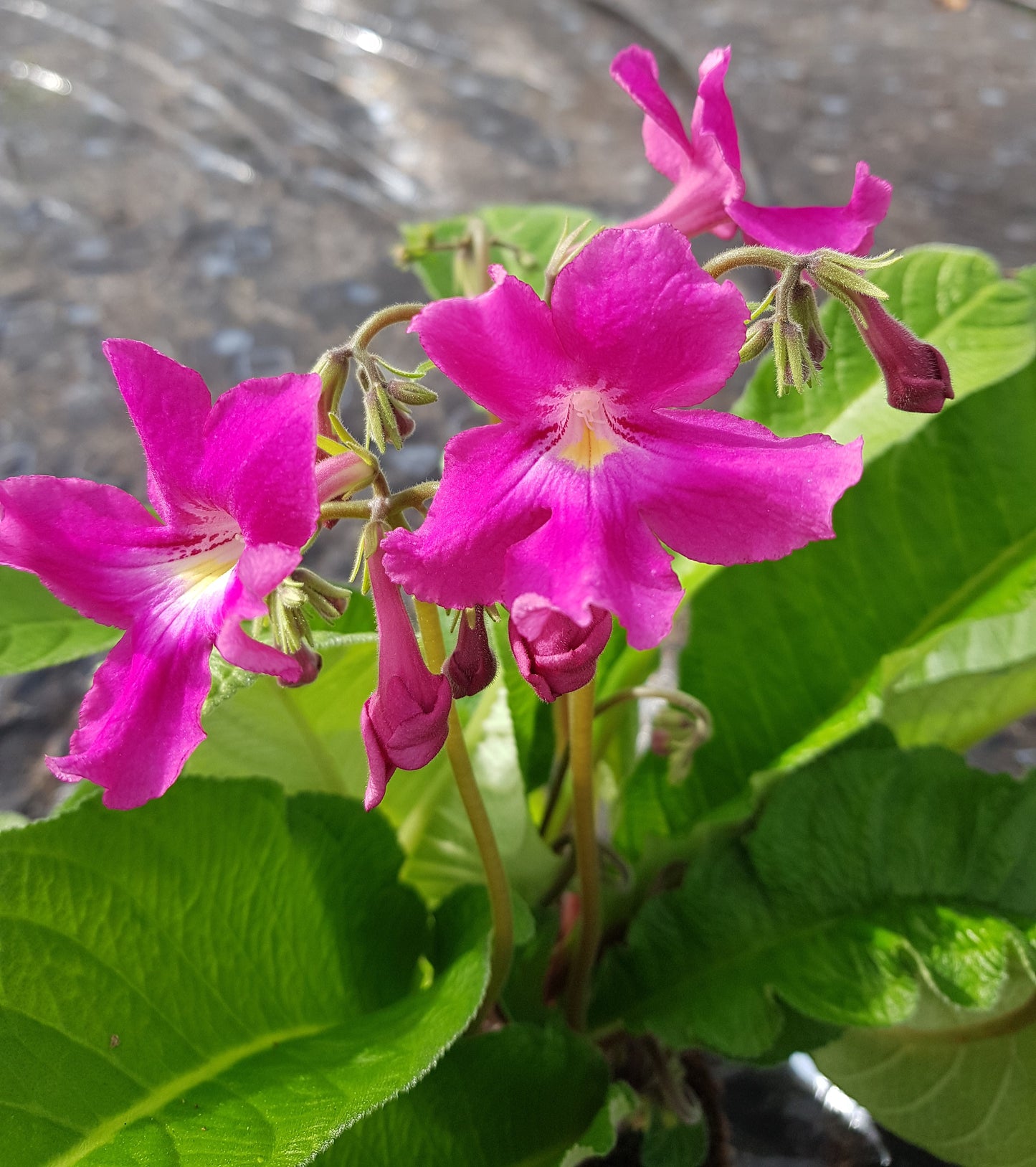 Streptocarpus Carol