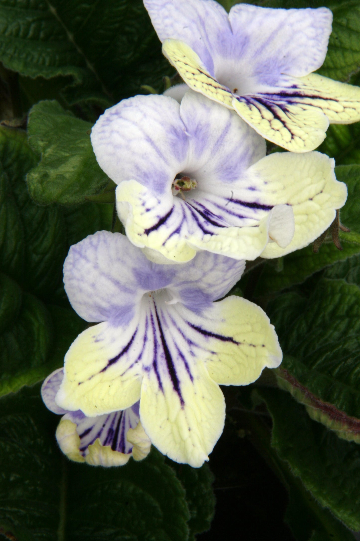 Streptocarpus Anwen - Dibleys