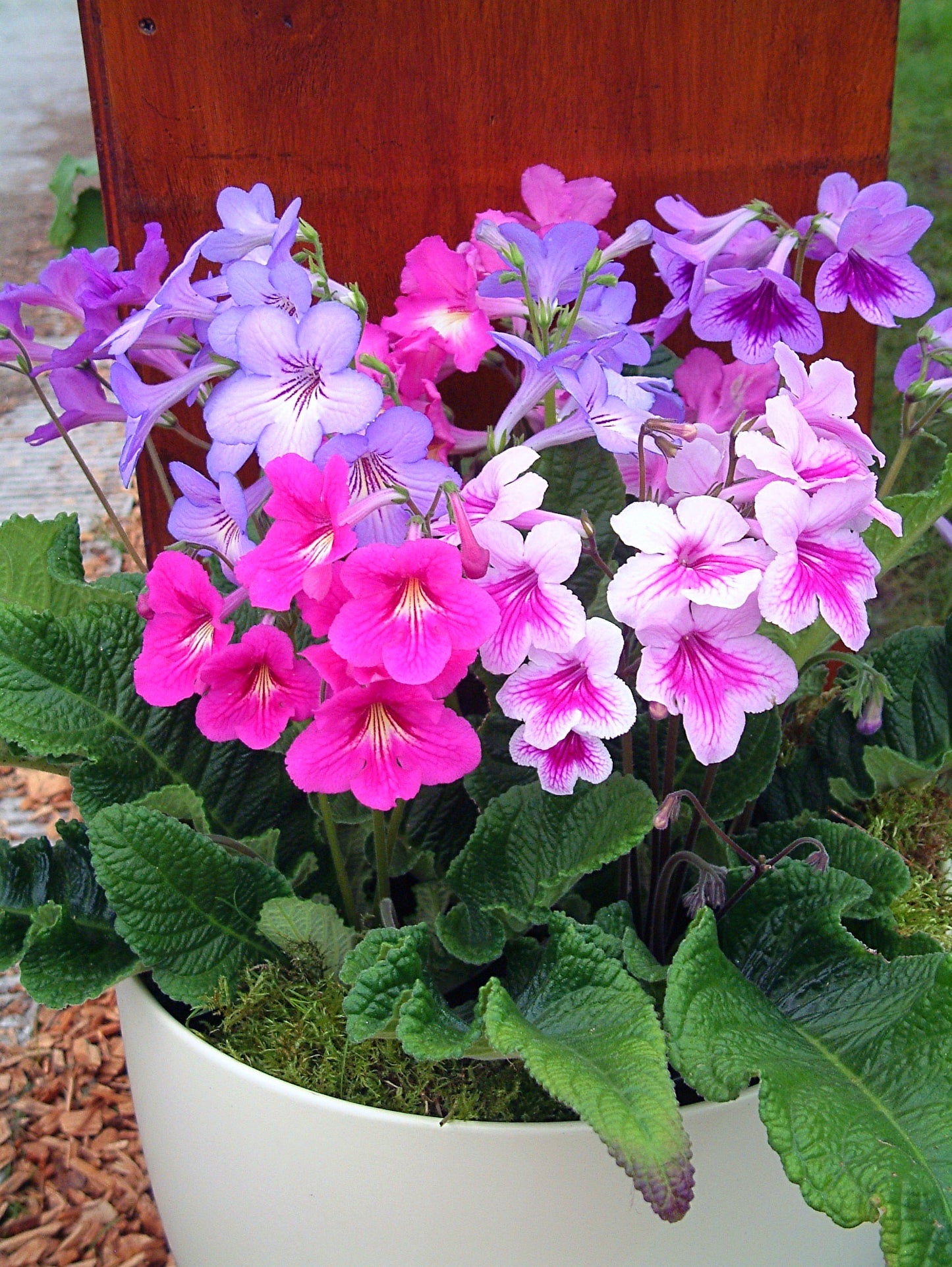 Dragon F1 Streptocarpus Seed - Dibleys