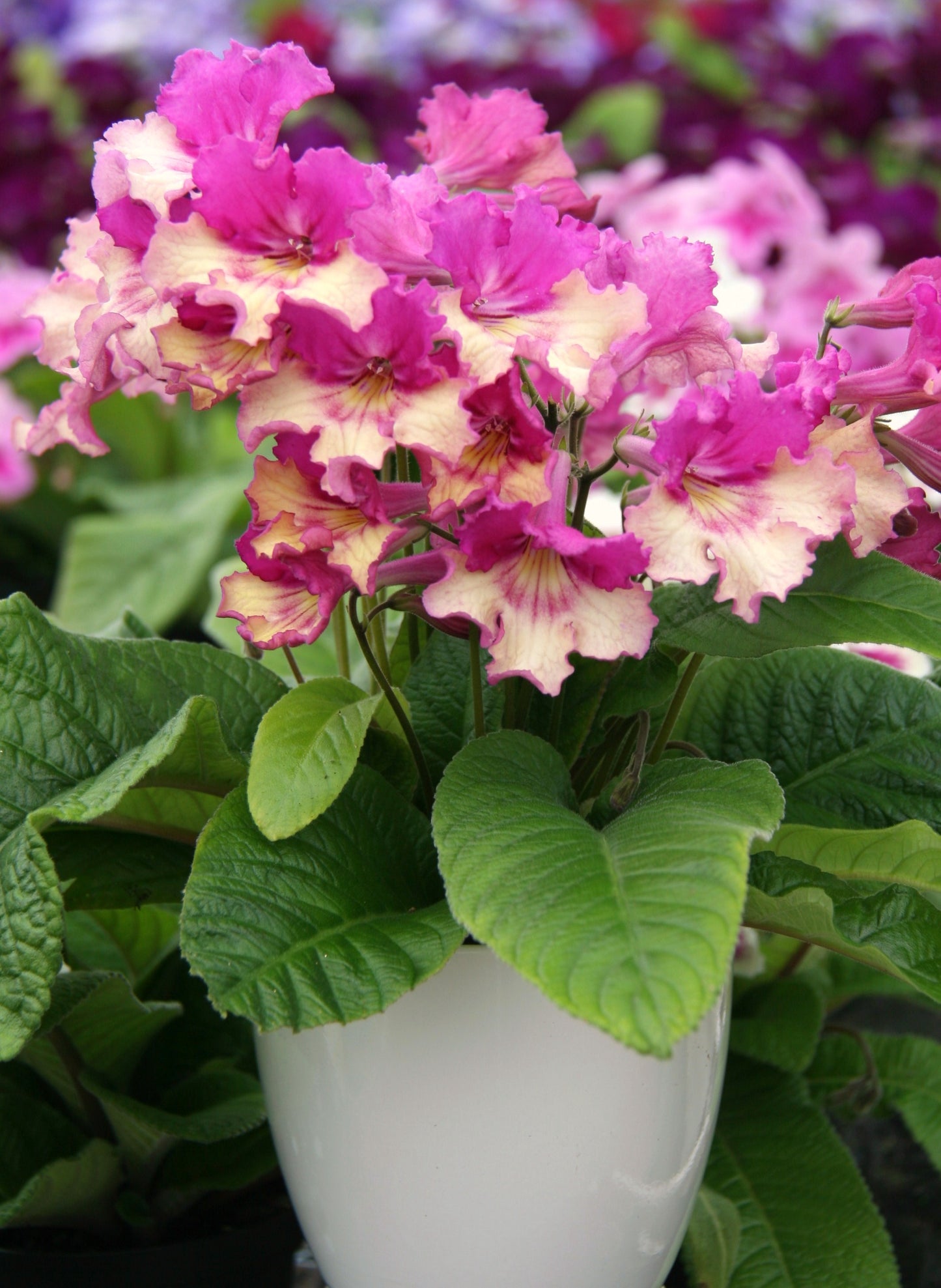 Streptocarpus Harlequin Dawn - Dibleys