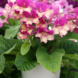 Streptocarpus Harlequin Dawn