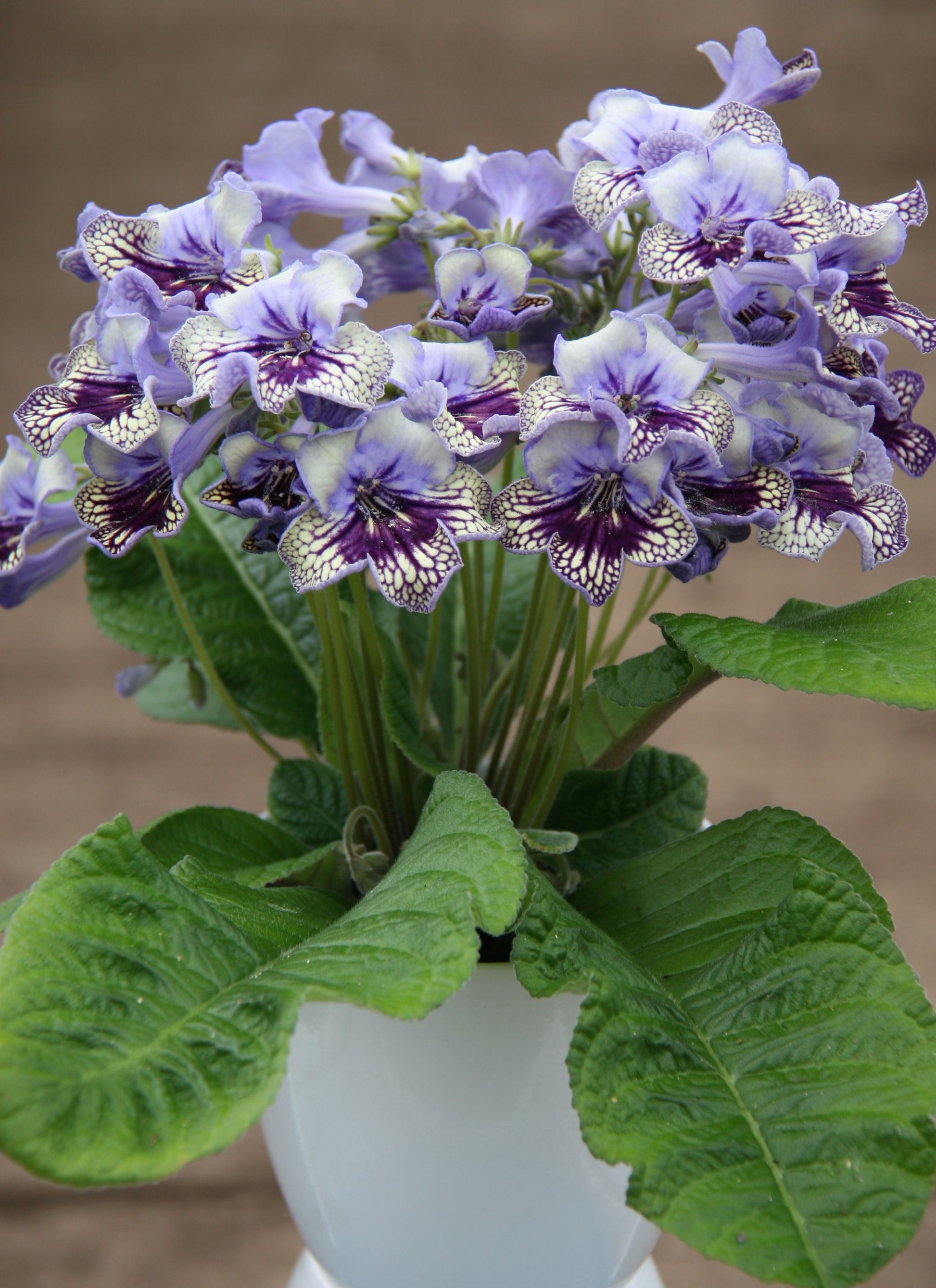 Streptocarpus Harlequin Lace PBR - Dibleys