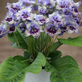 Streptocarpus Harlequin Lace