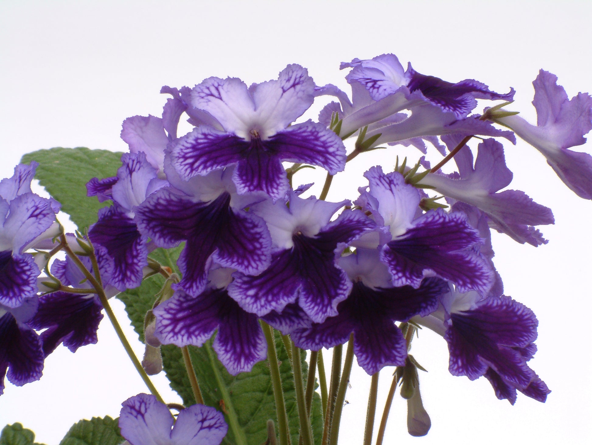 A Collection of Streptocarpus (our selection) - Dibleys