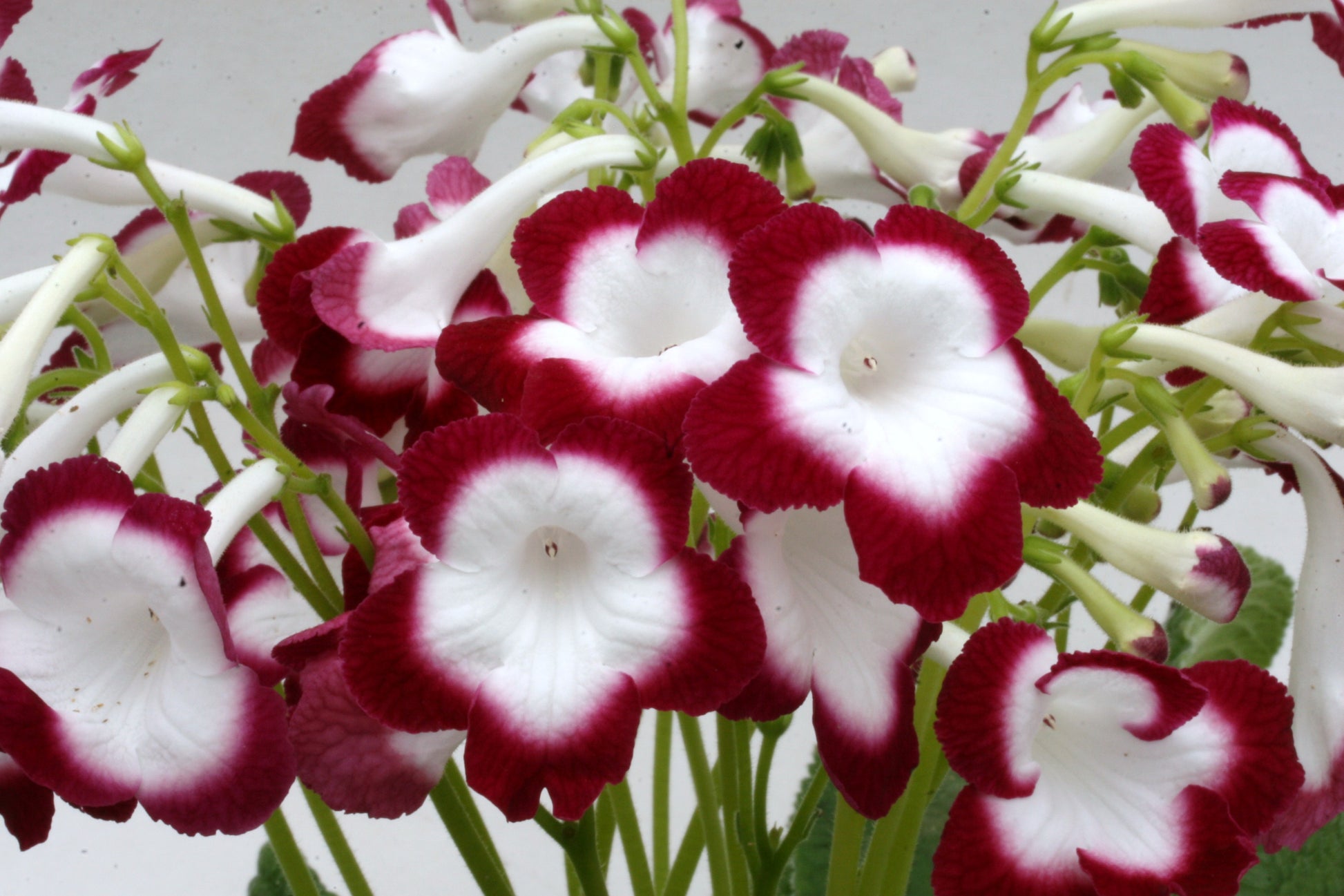 Streptocarpus Roulette Cherry - Dibleys