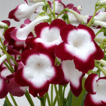 Streptocarpus Roulette Cherry