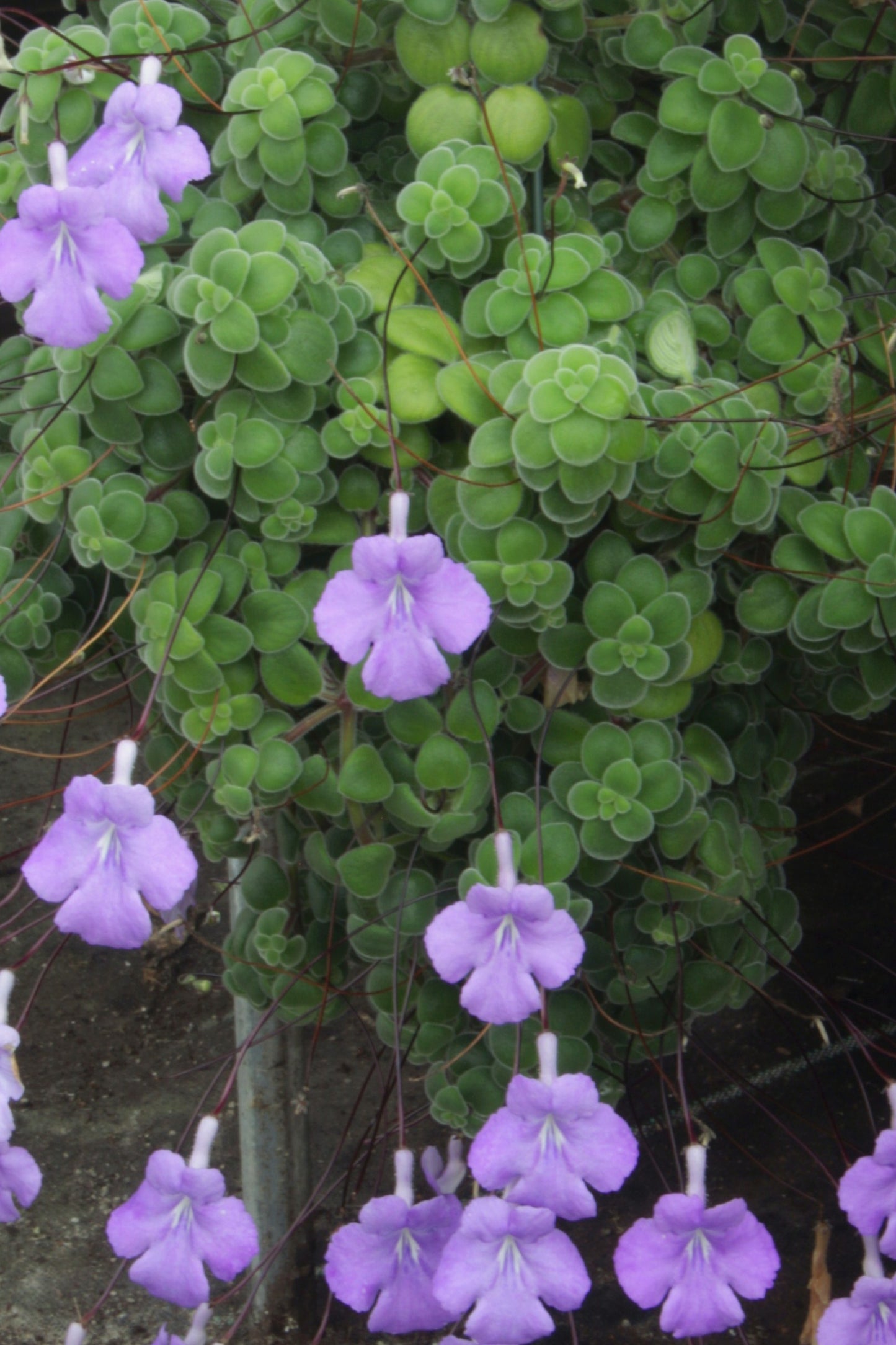 Streptocarpus saxorum (compact) - Dibleys