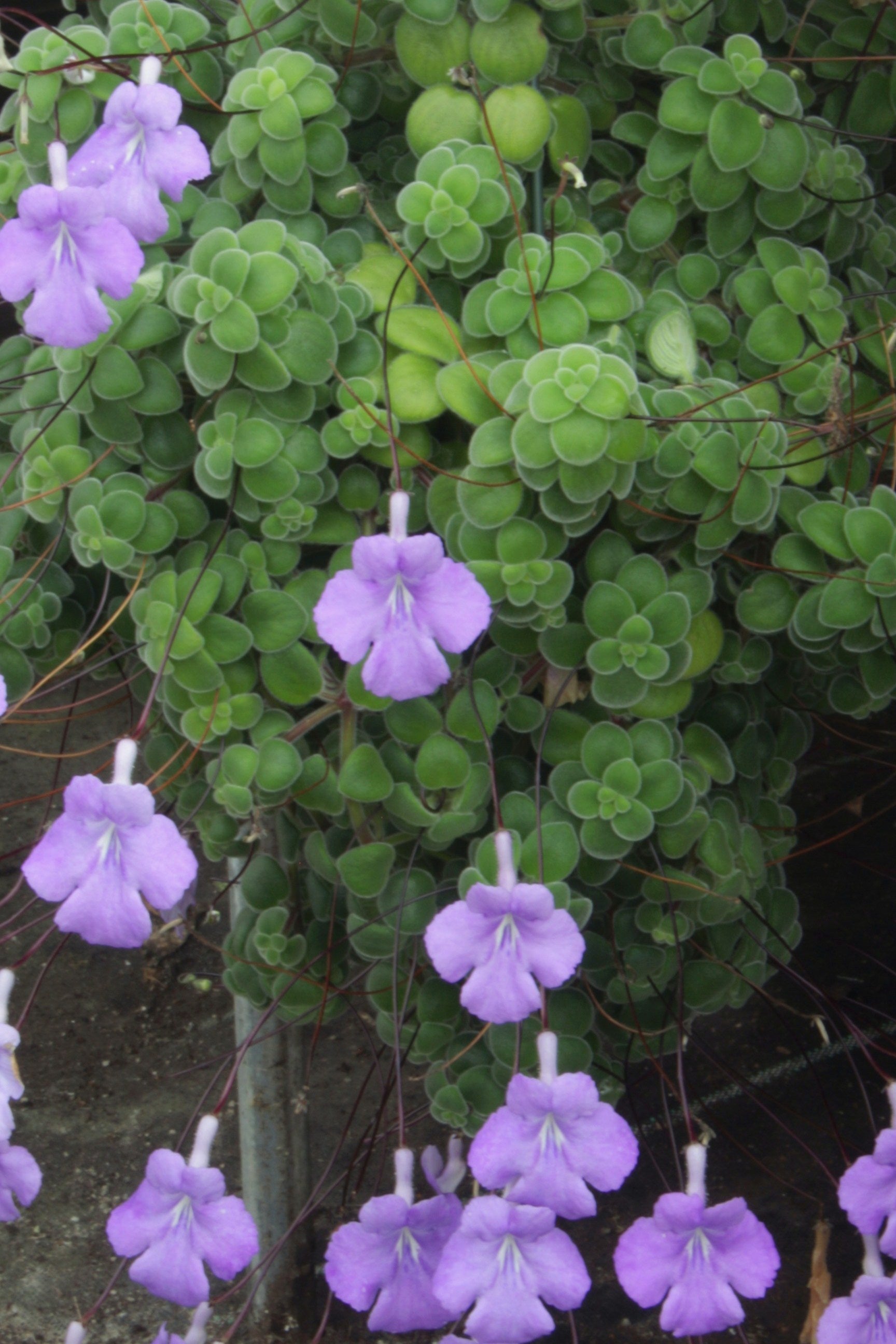 Streptocarpus saxorum (compact) - Dibleys