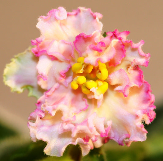 Sunkissed Rose - Dibleys