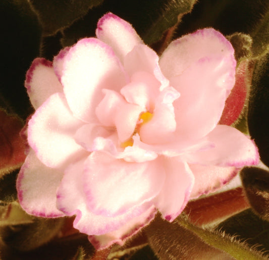 Two-W Miss Sophie - Dibleys