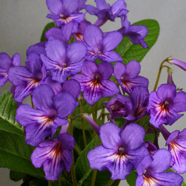 Streptocarpus Tanya