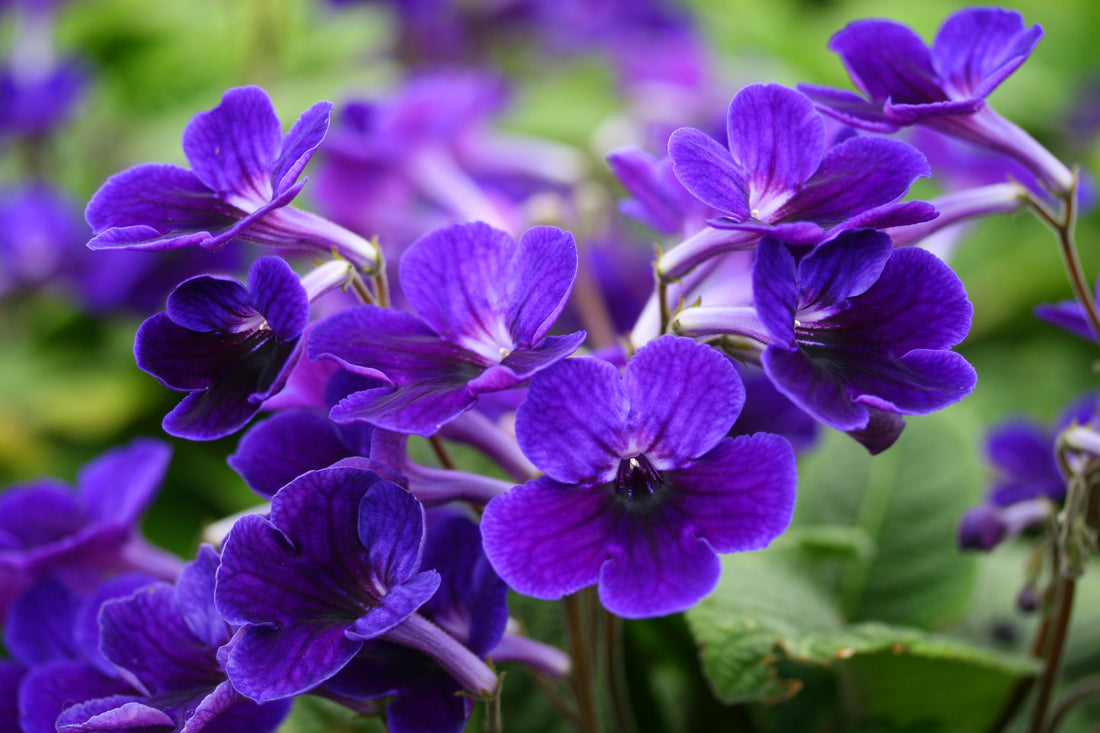 Streptocarpus Targa